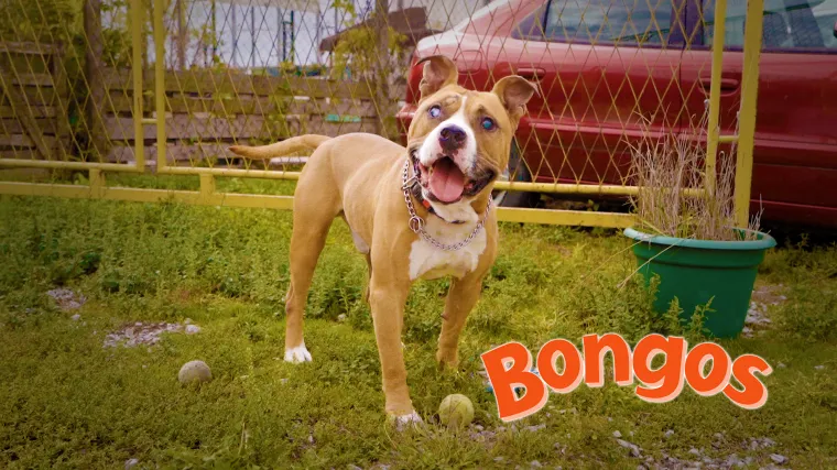 Slijepi pas Tyson ostavljen je u azilu: 'Nije fer prema njima, oni su to &scaron;to jesu'