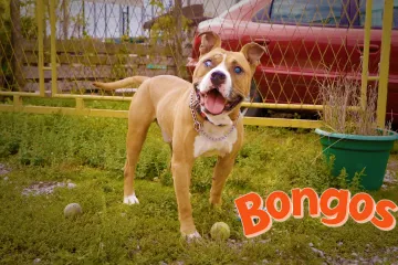 Slijepi pas Tyson ostavljen je u azilu: 'Nije fer prema njima, oni su to što jesu'