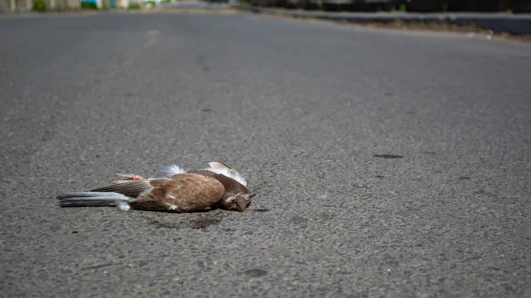 Vi&scaron;e od 200 mrtvih ptica padalo po automobilima i ljudima: 'Poletjeli nekoliko metara i strmoglavili se na kolnik'