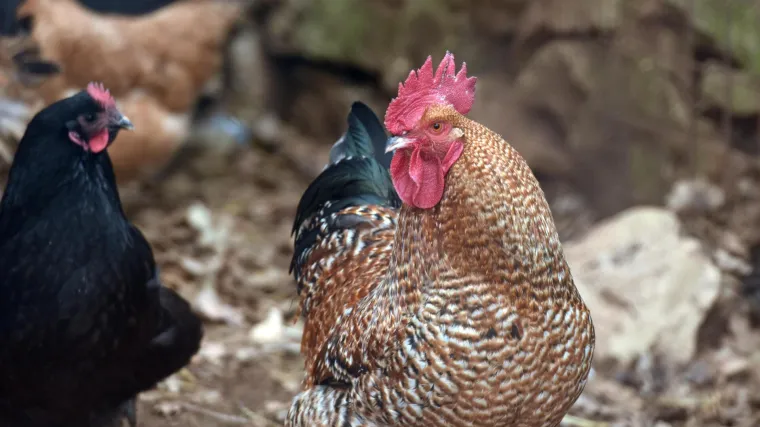 Potvrđen slučaj ptičje gripe na peradarskoj farmi: Bolesne životinje su usmrćene, nastoji se spriječiti daljnje &scaron;irenje