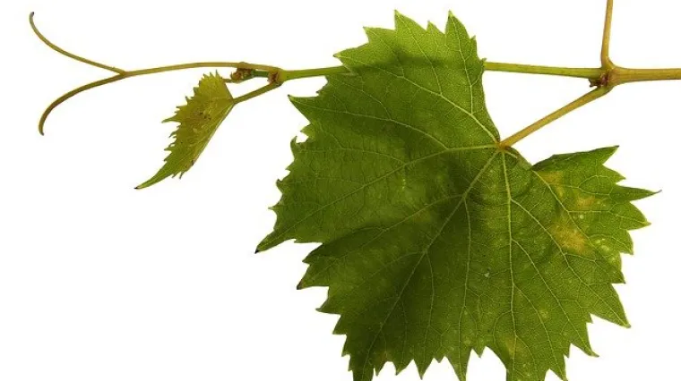 Malo drugačija sarma &ndash; sarmice u vinovoj lozi