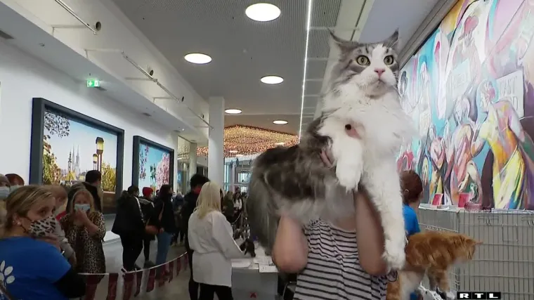 Osam kila, 120 cm, čuperci na u&scaron;ima poput risa... ali i maza, odan kao pas, jedan je od pobjednika izložbe 120 mačaka