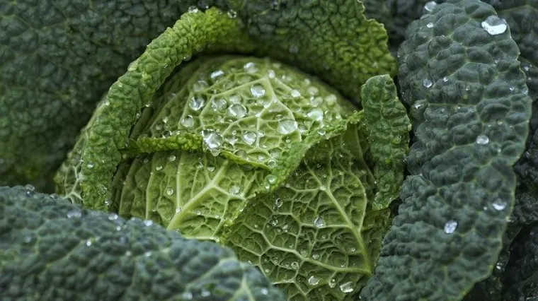 Salata od kelja - kao prilog ili lagani ručak