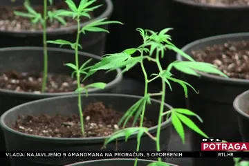 Dopušteno korištenje i uzgoj medicinske marihuane, ali nema pravilnika i nema je u ljekarnama. Potraga istražuje gdje je zapelo