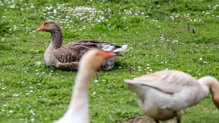 Ministarstvo poljoprivrede objavilo informacije o ptičjoj gripi u Hrvatskoj i upute o sprečavanju &scaron;irenja ove bolesti