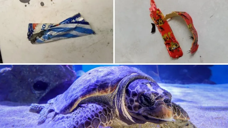 Ugroženu morsku kornjaču skoro su ubili odbačeni omot sladoleda i dječja narukvica, u Puli je liječe stručnjaci