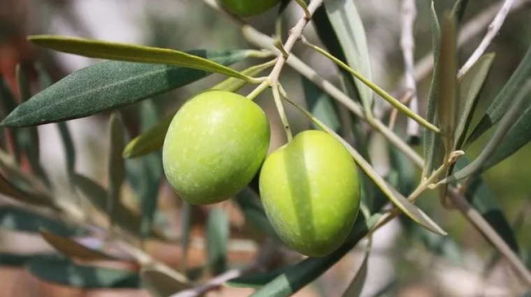 Kako pripremiti masline za zimnicu?