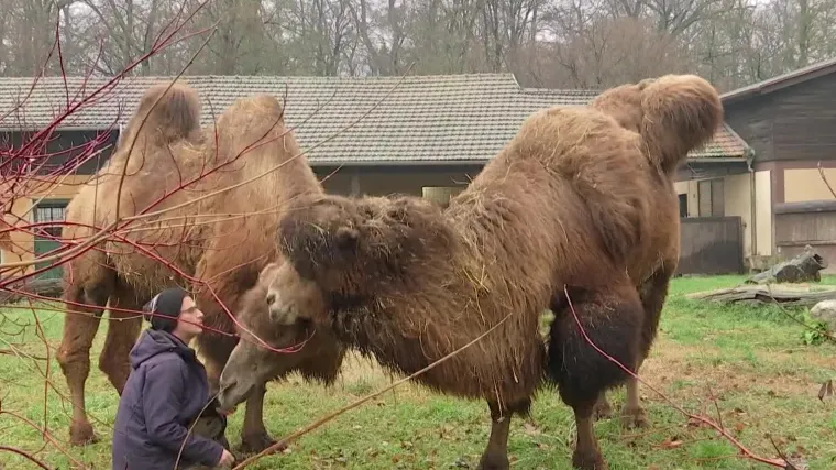 Mega deva skandal! Diskvalificirane zbog botoksa: 'To mi je neprihvatljivo'
