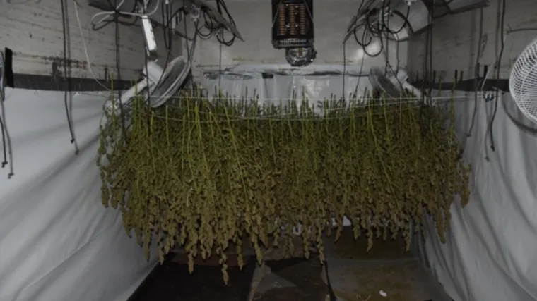 Razbijena hrvatsko-srpska kriminalna skupina uzgajivača marihuane: Imali su laboratorij u Velikoj Gorici