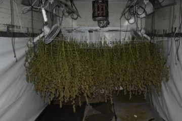 Razbijena hrvatsko-srpska kriminalna skupina uzgajivača marihuane: Imali su laboratorij u Velikoj Gorici