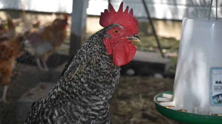 Kako napraviti hranilicu za koko&scaron;i?