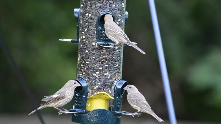 Kako napraviti hranilicu za ptice - izrada hranilice za ptice kod kuće