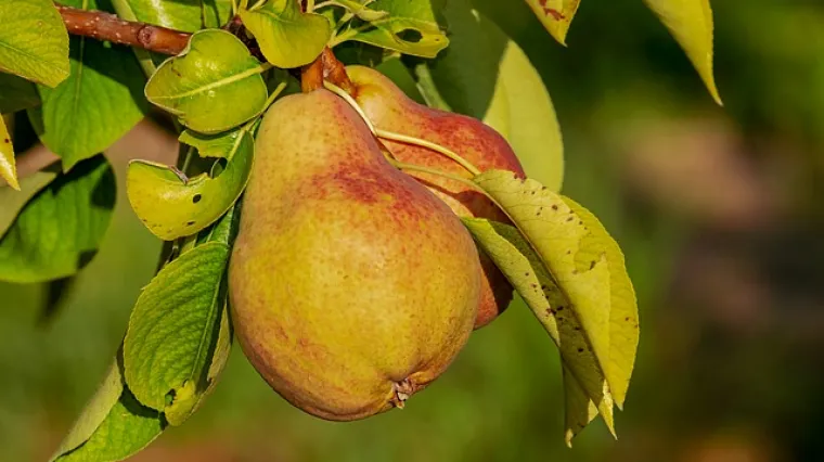 Zimske sorte kru&scaron;aka slatko-kiselog okusa