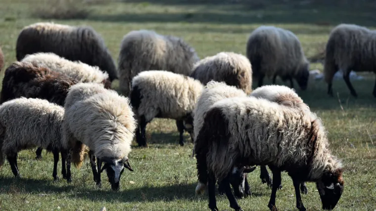 Hrvatski ovčari godinama bacaju vunu. Ekipa RTL Direkta otkrila je za&scaron;to se to događa i kako se može spriječiti