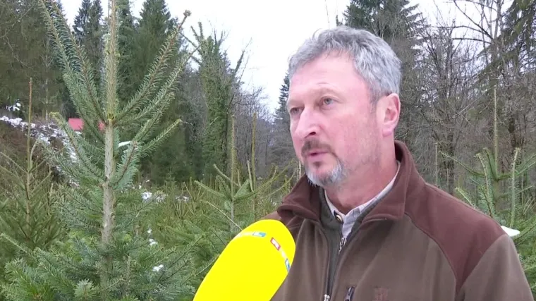 Trži&scaron;te preplavljeno uvoznim božićnim drvcima, no kod njih druga priča: 'U na&scaron;em rasadniku borovi od metra idu već za 30 kuna'