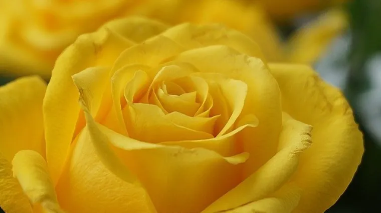 Mini ruže u tegli  - njega i uzgoj mini ruža u tegli