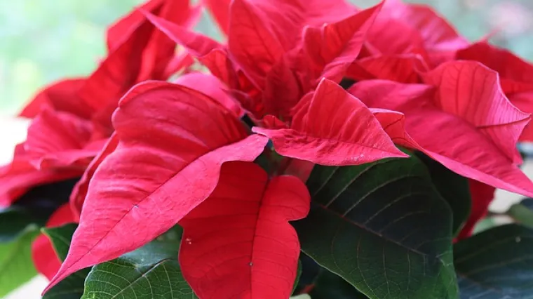 Kako da božićna zvijezda pocrveni?