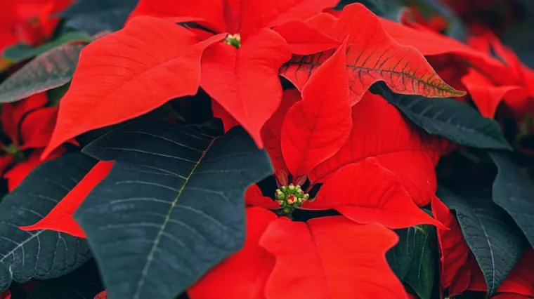 Koliko često zalijevati božićnu zvijezdu?
