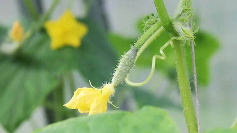 Sadnja i uzgoj krastavaca na balkonu