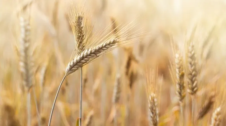 Kako napraviti p&scaron;enične klice?