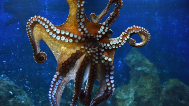 Otvara se prva farma hobotnica, znanstvenici se žestoko protive, dokazuju da je riječ o zločinu