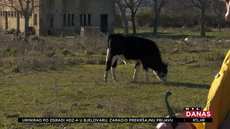 UZNEMIRUJUĆE SNIMKE Izmučene krave koje ugibaju na cesti! Volonterke tvrde da ih vlasnik muči, a za stoku dobiva i poticaje