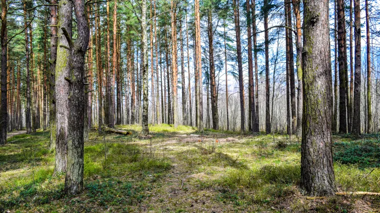 Zbog straha: Dvije 11-godi&scaron;njakinje se skrivale od roditelja pa se izgubile u &scaron;umi