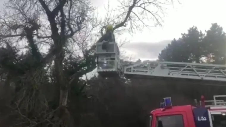 Ovaj put ne mačku, nego čaplju zapetljanu uzicama u kro&scaron;nji: Vatrogasci s kranom spa&scaron;avali veliku pticu od sigurne smrti