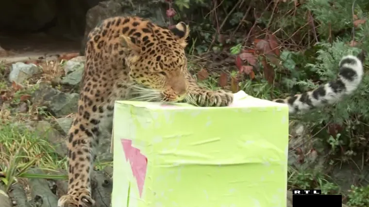 Božić i njima! Stanovnici ZOO-a u Zagrebu danas su dobili darove. Lavovima i leopardima hit je devina dlaka. A drugima?