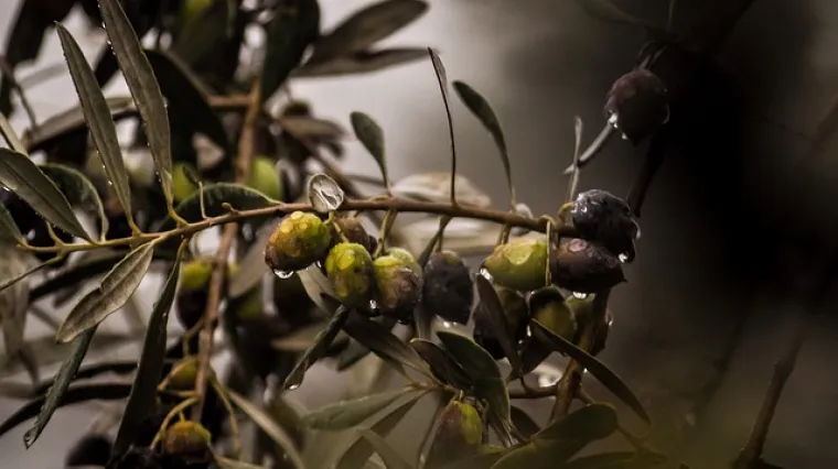 Kako obrati masline za maslinovo ulje?