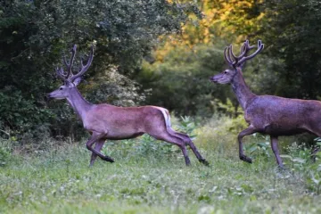 Pogledajte spektakularan prizor baranjskog krda jelena u trku