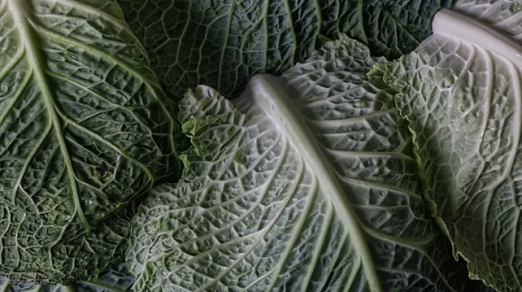 Juha od kelja odlično predjelo za sve prigode