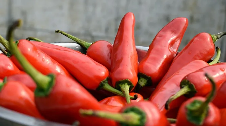 Feferoni za zimnicu - recept i priprema