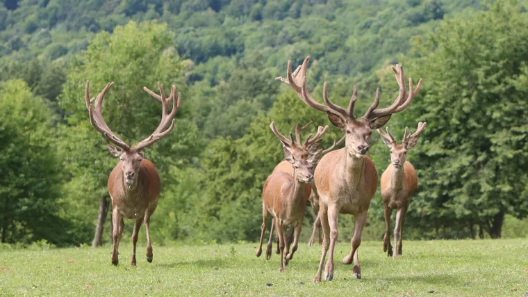 Korona iznenađujuće često prelazi s ljude na jelene, otkrili znanstvenici. Nalazi li virus novi rezervoar za sakriti se?