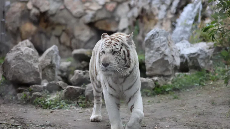 U čileanskom ZOO-u protiv covida cijepljene sve ugrožene životinjske vrste koje su najosjetljivije na zarazu