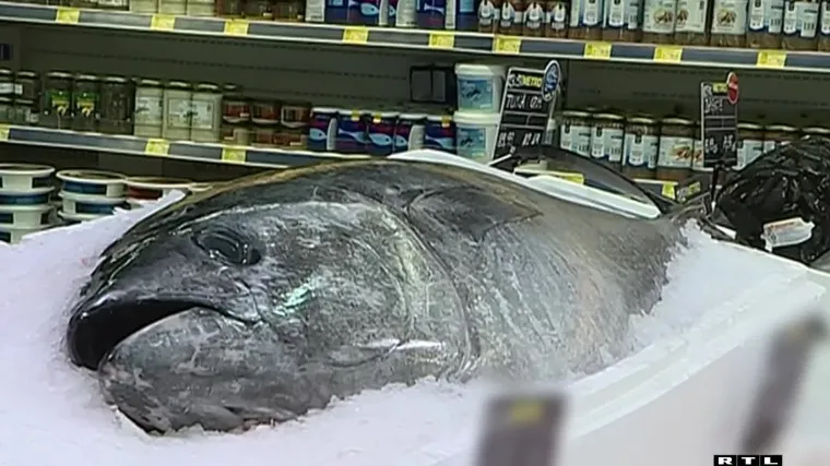 Predstavlja li tvrtka Ante Gotovine jeftinu libijsku tunu kao jadransku!? Ministrica ga brani: 'Ni&scaron;ta ne ide bez EU-a!'