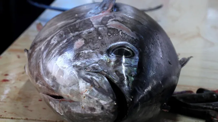 Zadarski vijećnik i ribarski inspektor prozvao tvrtku Ante Gotovine za nezakoniti uvoz tune, oglasilo se i nadležno ministarstvo