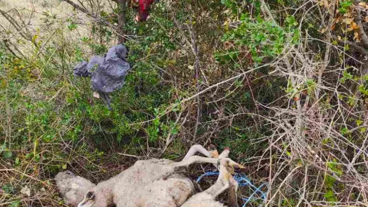 UZNEMIRUJUĆE FOTOGRAFIJE Netko kod Pule mjesecima ubija ovce i vje&scaron;a im organe po stablima: 'Ljudi tamo &scaron;eću s djecom'