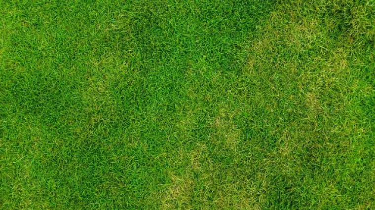 Sadnja trave za dvori&scaron;te - kako i kada se sadi trava za dvori&scaron;te?