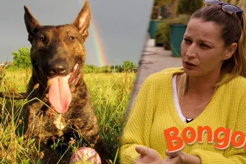 'Opasne pasmine ne postoje, a naši psi traže drogu u američkoj DEA-i'