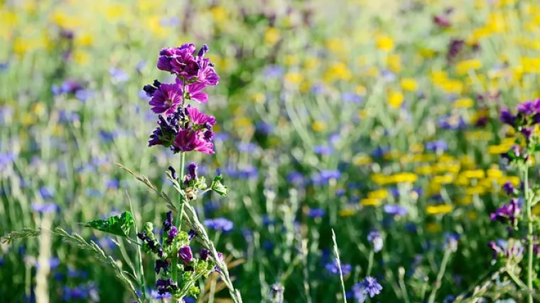 Korovni sljez - upotreba i karakteristike