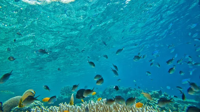 Riba gof - je li gof bijela ili plava riba?