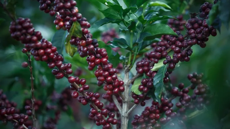 Biljka kave - sadnja i uzgoj