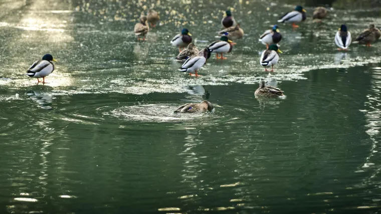 Vikend na kopnu uz slabe oborine, a na moru i dalje sunčano, dok se u gorju očekuje snijeg