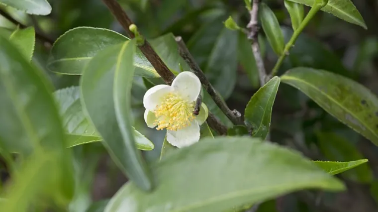 Biljka čajevac - dobrobiti i karakteristike