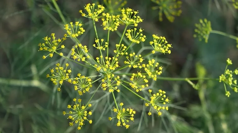 Biljka tamjan - karakteristike i dobrobiti