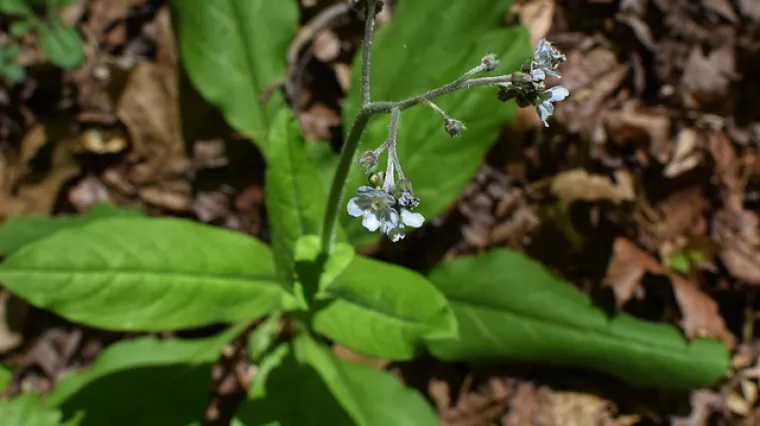 Kako izgleda biljka gavez?