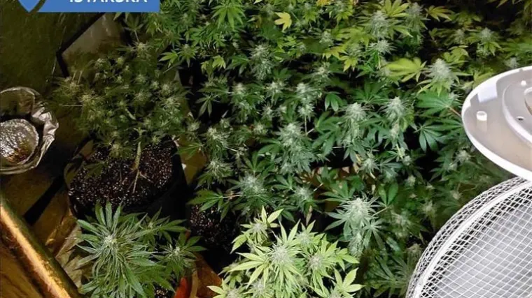 VIDEO Gljive, marihuana i konoplja! Kod Puljanina prona&scaron;li laboratorij za uzgoj droge, osigurao im je sve uvjete