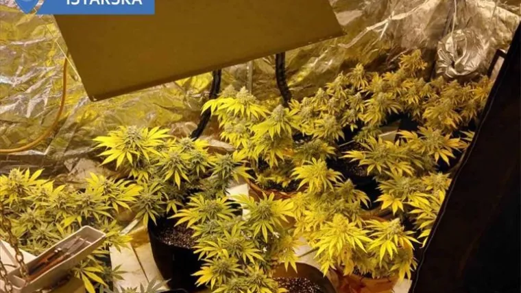 Pritvoren 36-godišnjak: U stanu je imao 'laboratorij za indoor uzgoj indijske konoplje'