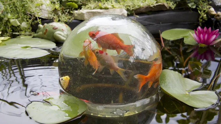 Zlatne ribice dožive 30 godina u akvariju, u zdjelama i tek nekoliko tjedana. Lider opreme za ljubimce stoga ih je odbacio